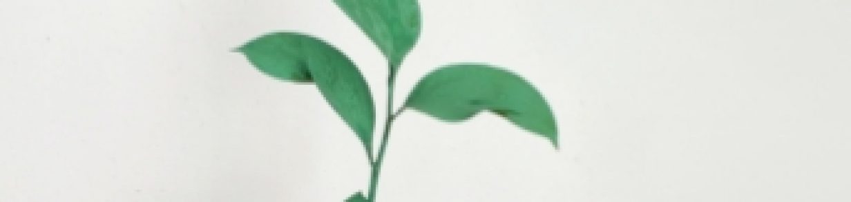 Beitragsbild Nachaltigkeit